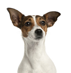 Naklejka na ściany i meble Close-up of Jack Russell Terrier, 2 lat,