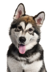 Fototapeta premium Close-up of Alaskan Malamute puppy, 5 months old,