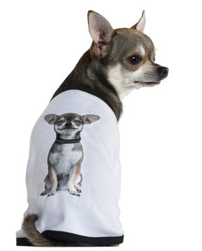 Chihuahua dressed with a t-shirt with a photo of himself,