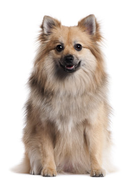German Spitz, 1 and a half years old,