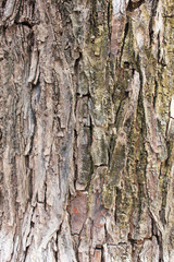 Tree barked in Laos.