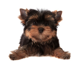 Yorkshire Terrier,isolated