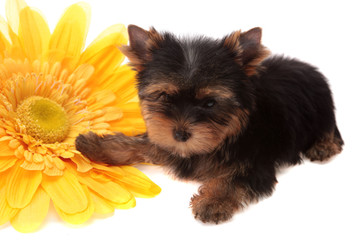 puppy about a yellow flower, isolated.
