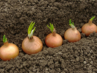 bulbs ready to plant for green onions