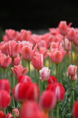 Fototapeta premium Tulipany