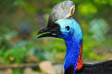 Bird in zoo