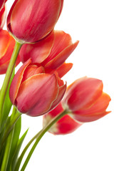Fresh Beautiful Tulips / isolated on white / vertical with copy