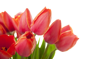 Fresh Beautiful Tulips / isolated on white / horizontal with cop