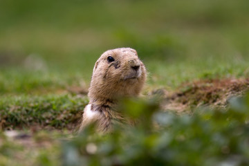very cute black tailed prairie dog