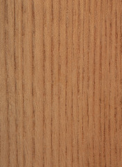 Amur Corktree Texture