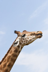 Fototapeta premium girafe