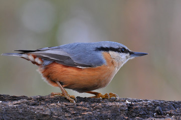 nuthack bird