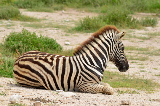 Fototapeta young zebra