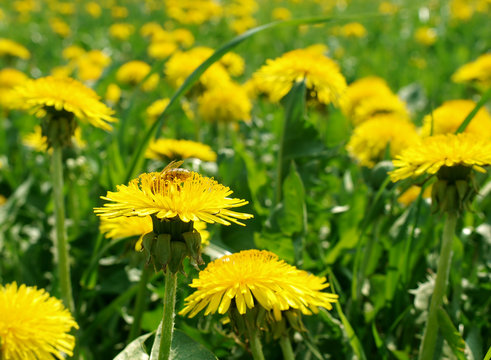 Blumenwiese mit Biene