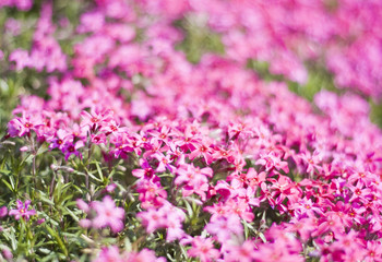 Obraz premium Phlox Subulata - Purple Beauty
