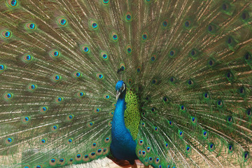 Naklejka premium peacock showing its beautiful feathers