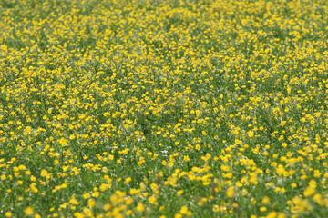 Fototapeta premium Blumenwiese