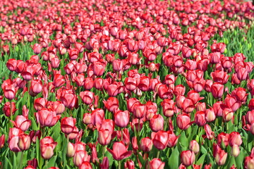 Field with red tulips