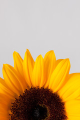 ひまわりsunflower