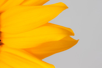 ひまわりsunflower