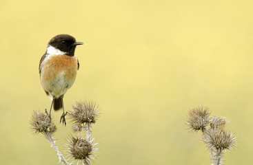 Composición con Tarabilla