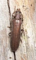 Calopus serraticornis sitting on wood, macro photo