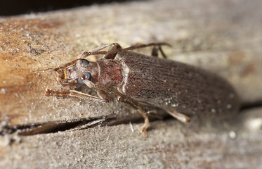 Calopus serraticornis sitting on wood, macro photo
