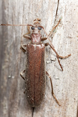 Calopus serraticornis sitting on wood, macro photo