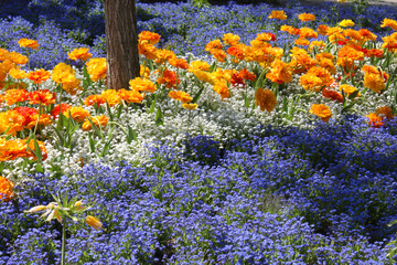 Tulpen