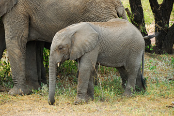 Baby elephant
