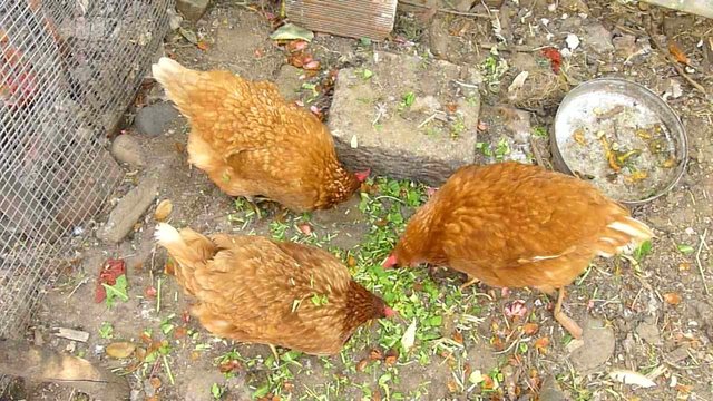 galline ruspanti