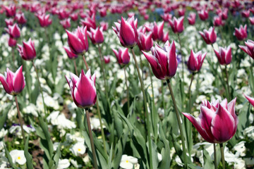 tulpen