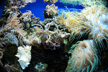 Fototapeta na wymiar Colorfull underwater life without animals