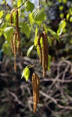 catkins of blooming birch tree