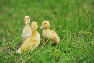 three fluffy chicks
