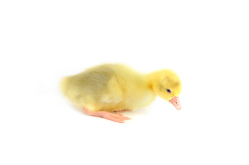 yellow fluffy duckling
