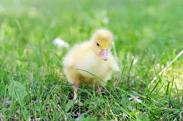 duckling on green grass