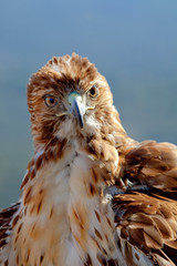 Eagle of red tail (Buteo jamaicensis)