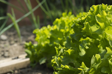 salade,verte,laitue,batavia,potager,jardinage