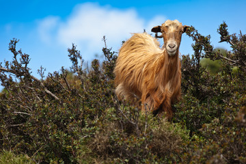 Obraz premium Wild brown goat