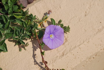 fiore di campo