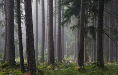 Coniferous trees against light of misty sunrise