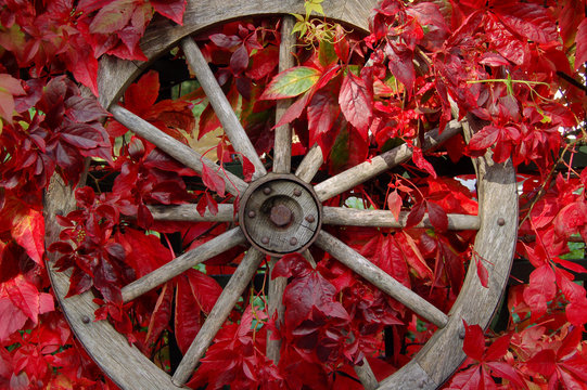 cart wheel in Virginia creeper 3