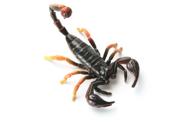 Scorpion