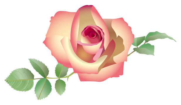 Rose ouverte jaune et rose avec feuilles