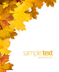 Autumn leaves