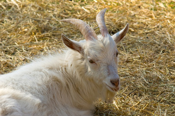 White horny goat