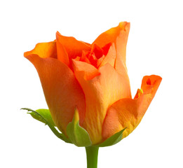 orange roses isolated on white