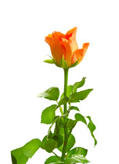 orange roses isolated on white