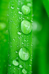 Raindrops on grass